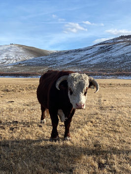 large herford bull