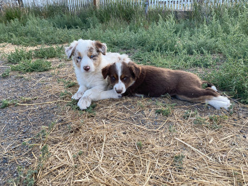 two border collie puppies.