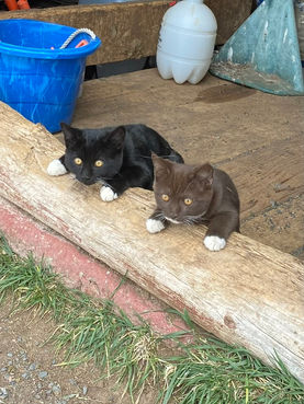 two kittens, one black and one brown, both with white paws.