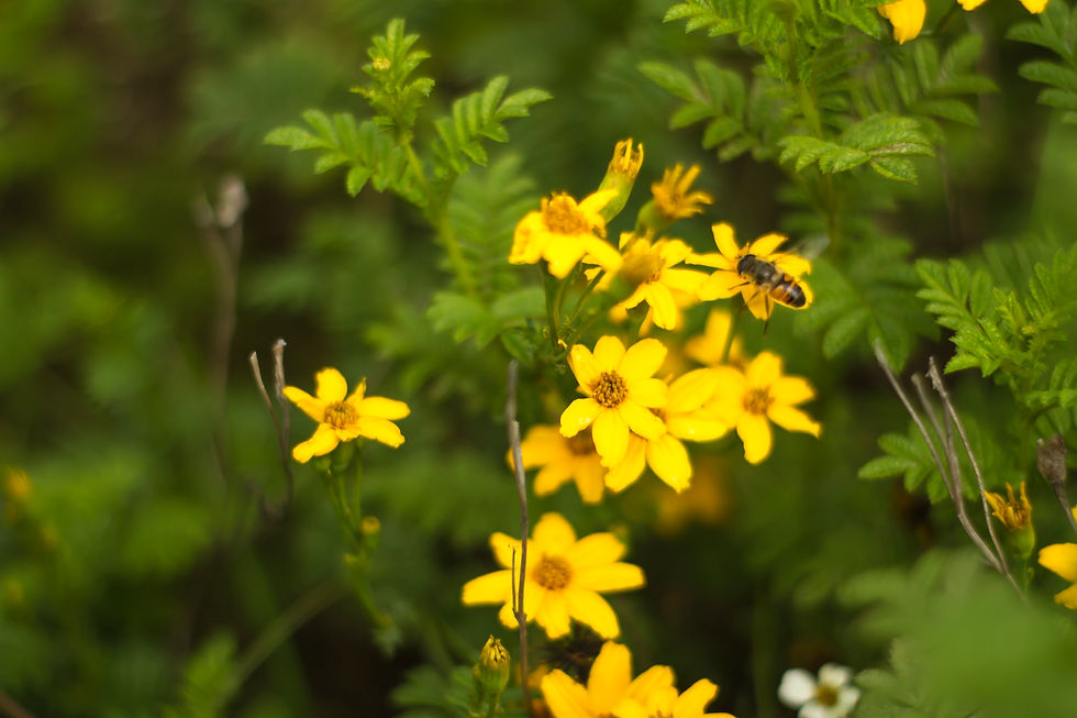 Abeja en flor