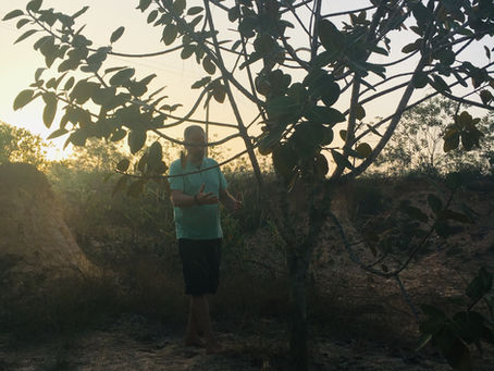 First stop: India – Or in which I discover that my first tree is the banyan tree
