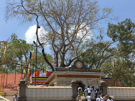 The Jaya Sri Maha Bodhi tree, Sri Lanka