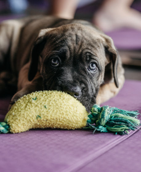Cane Corso puppy looking at camera
