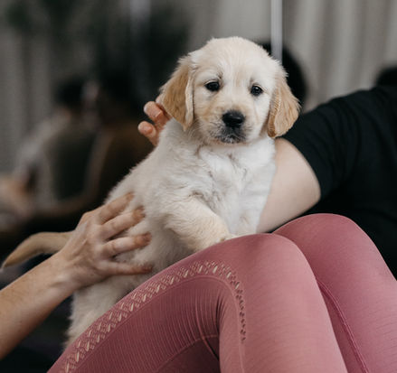 Puppy resting on participant’s lap after a yoga session