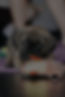 099A4158_edited.jpg