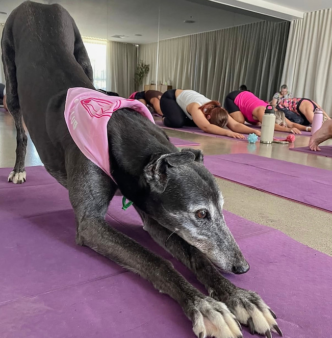 Rescue Greyhound posing on a yoga mat at a Yoga Paws evebt.