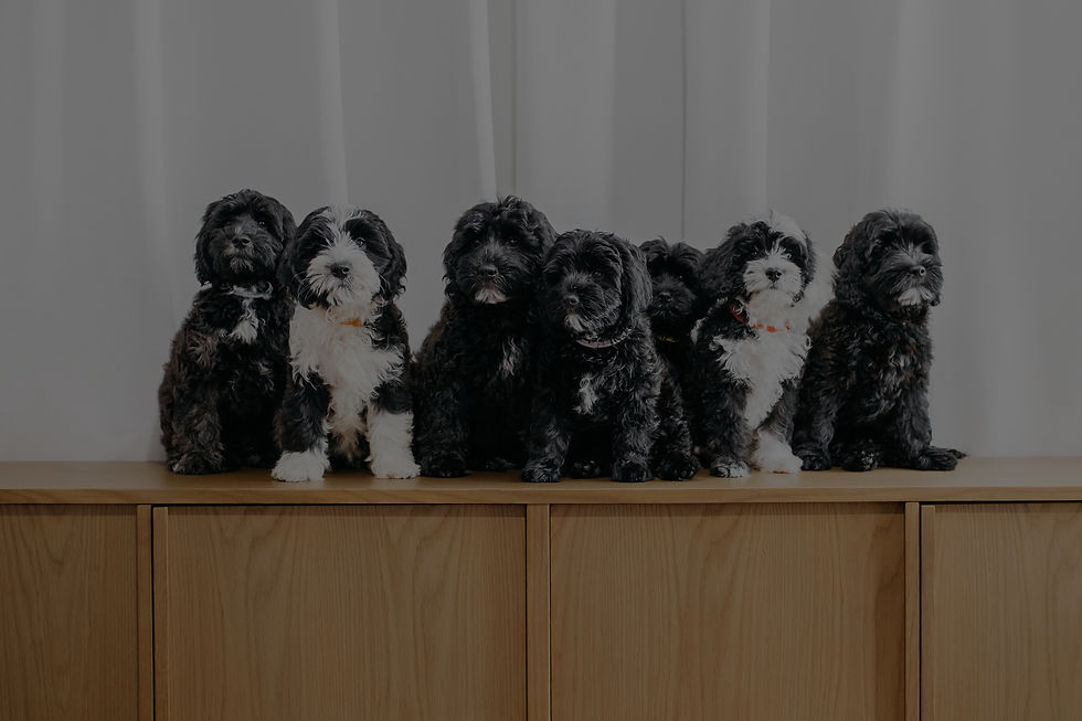 Australian Labradoodles