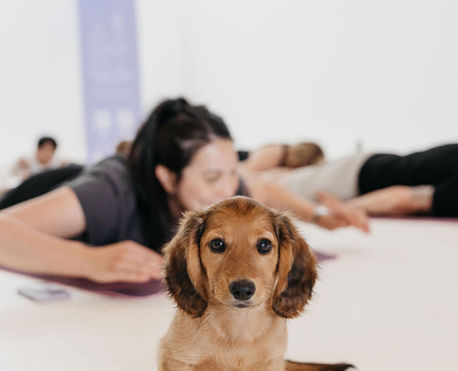 A tiny brown puppy stands on a yoga mat, looking curiously into the camera.