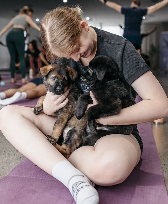 Participant holding two German Shepherds at a team-building Yoga Paws event