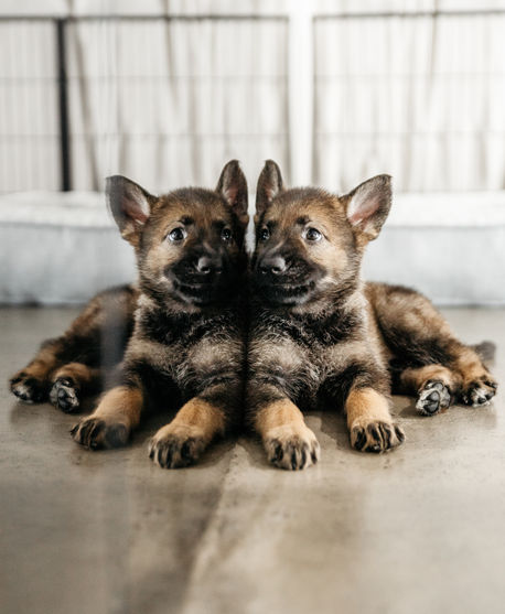 Two small puppies sit side by side on a yoga mat, looking curiously at the camera.