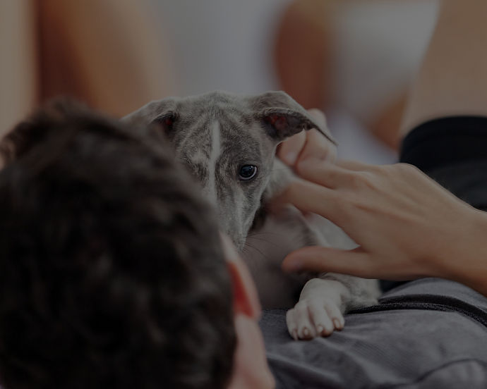 Close-up of puppy face being petted during a Gold Coast puppy yoga class at Yoga Paws.