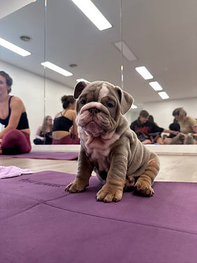 Bulldog at puppy yoga