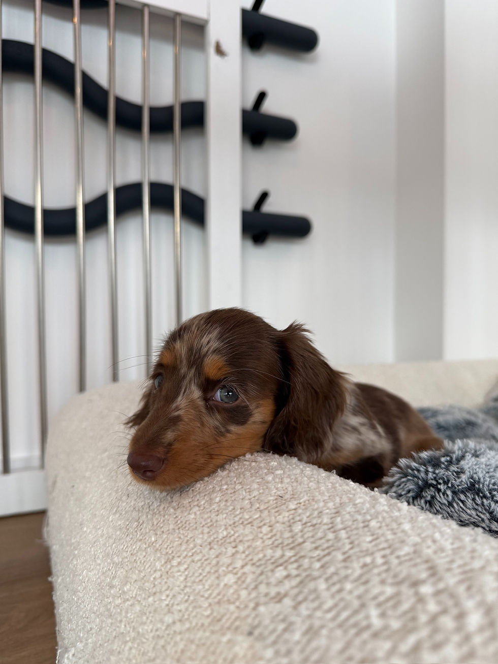 Brown puppy resting its head on a cream bed beside the puppy pen at our Maroochydore studio.
