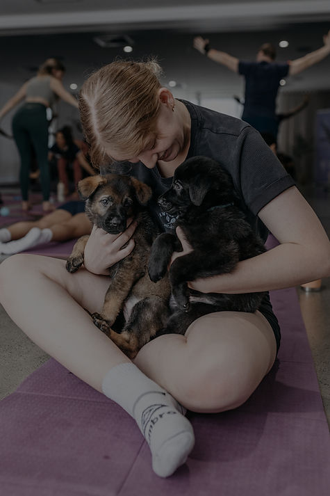 Participant holding two german Shepherds at Puppy Yoga on the Gold Coast