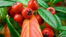 Info zu giftigen Beeren im Garten