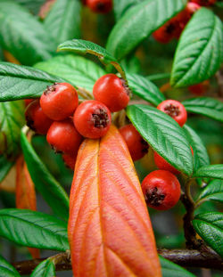 Bacche rosse 