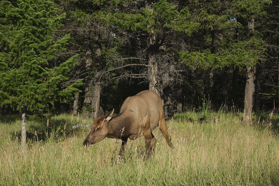 Wapiti femelle, Jasper, Canada.