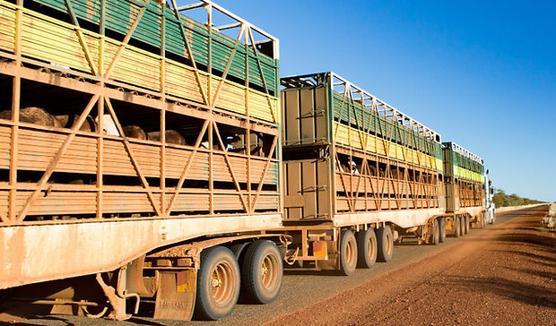 livestock-transport-hot-weather-crop.jpg