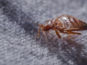 sifted.eu: Freaked out by the Paris bed bug infestation? There’s now a startup for that