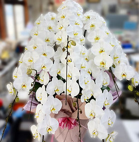 胡蝶蘭　moth orchid phalaenopsis イーガーデン　鹿嶋 e-garden 花屋　flower shop