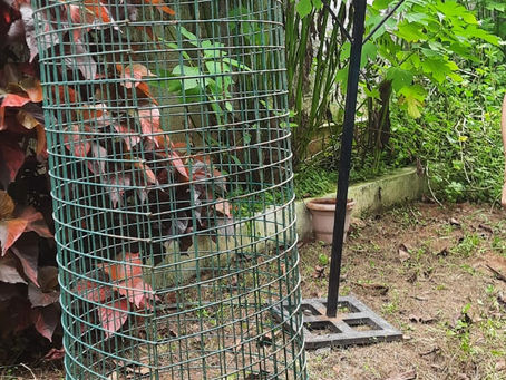 Environment day in the Parish