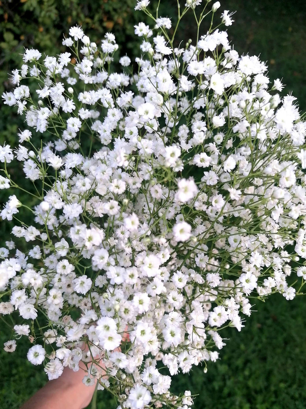 Miniature : ALMA - Collier ovale avec une fleur naturelle de gypsophile 