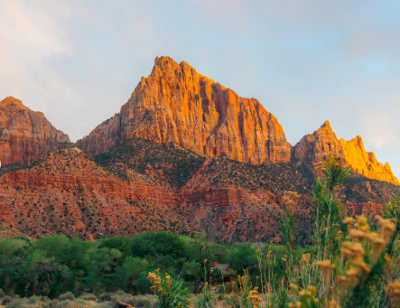Wildflower Season in Zion — What's Blooming and Where to Find It