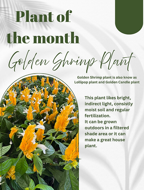 aug 2025 lollipop plant of the month.png