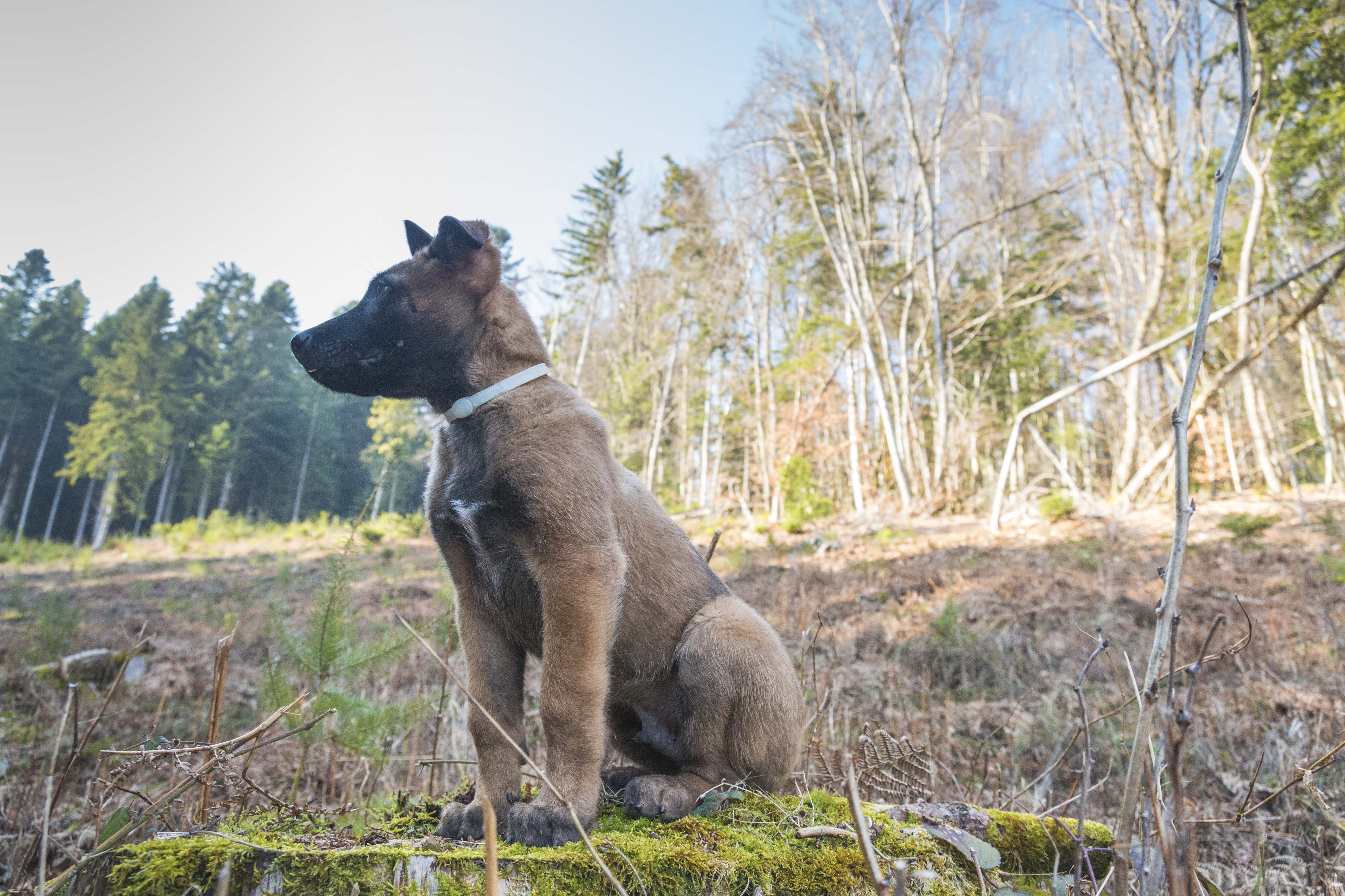 "Chiens Réactifs : L'Impact du Délit de Sale Gueule et du Jugement Injuste"