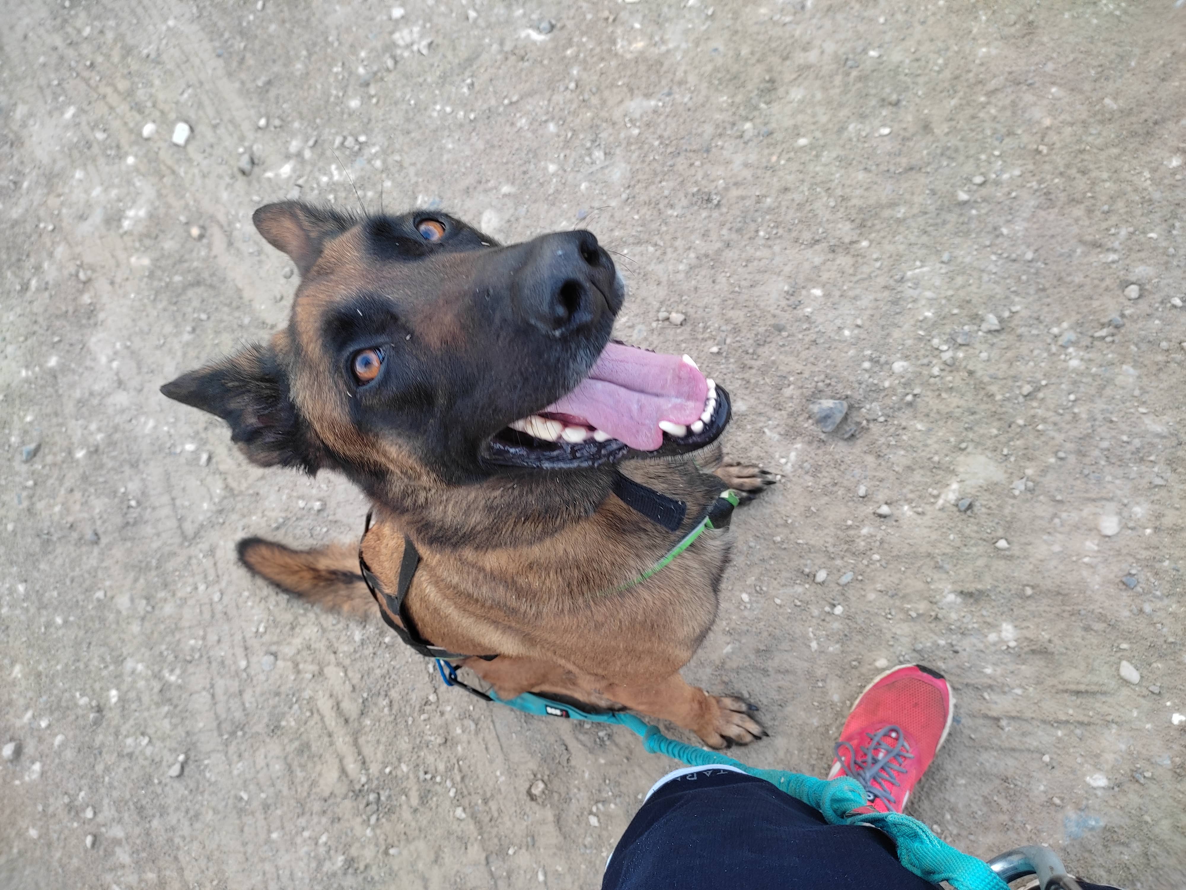 Chien et son maître pratiquant le canicross, une activité sportive canine dynamique