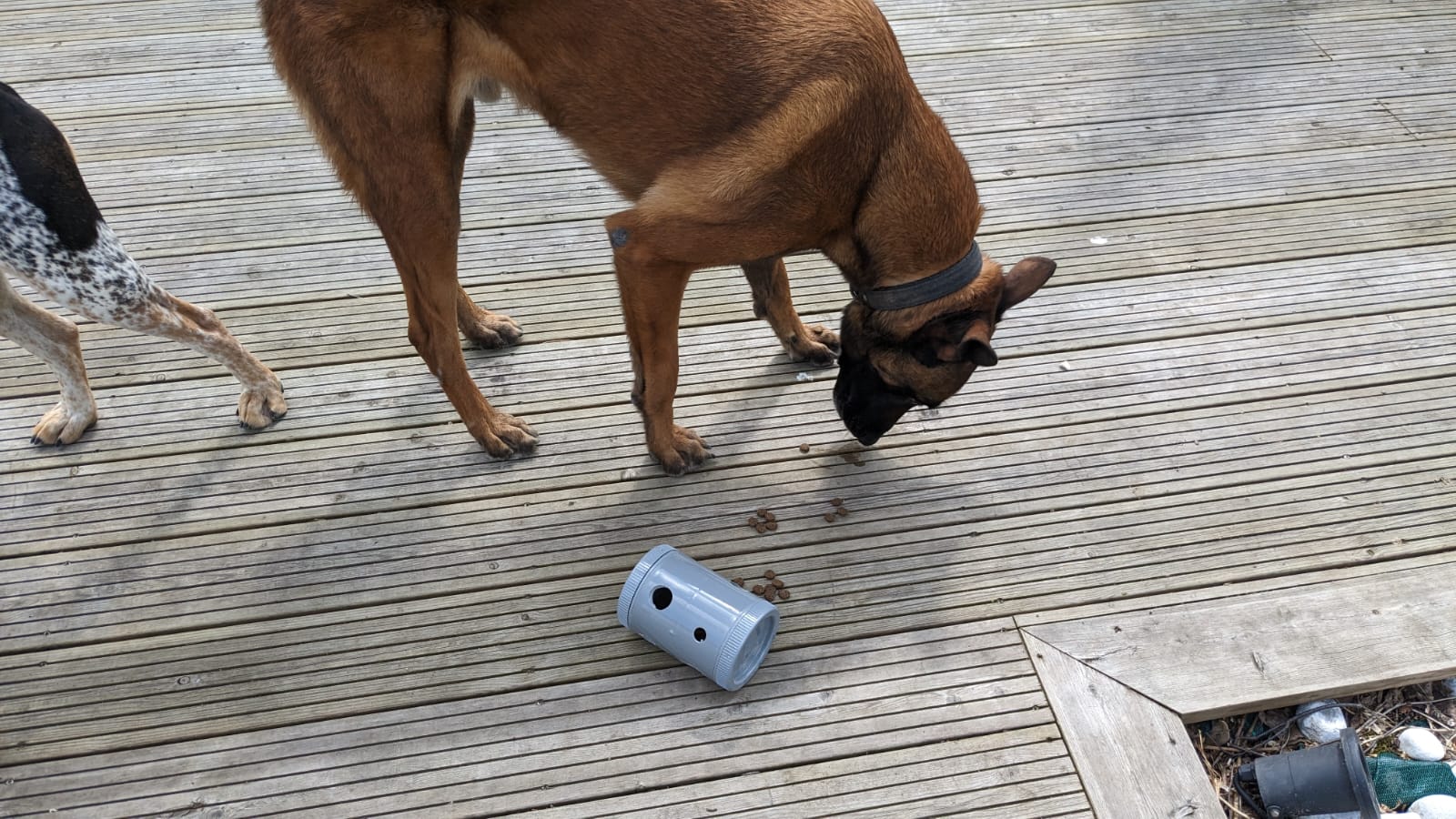 Idée d'occupation pour un chien recommandée par un comportementaliste près de Macon : Jouet d'enrichissement mental stimulant