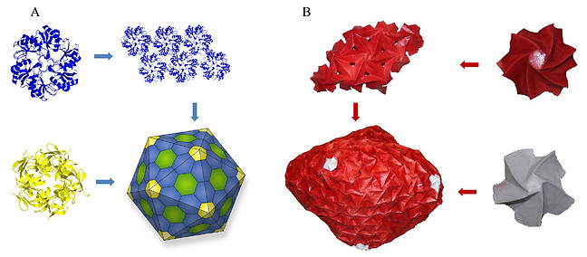 Comparing biocompartment and origami complex