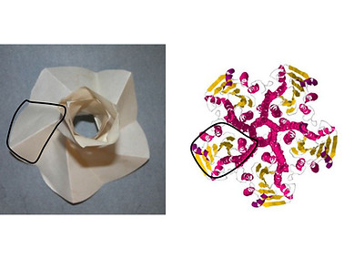 CoraA protein and origami model