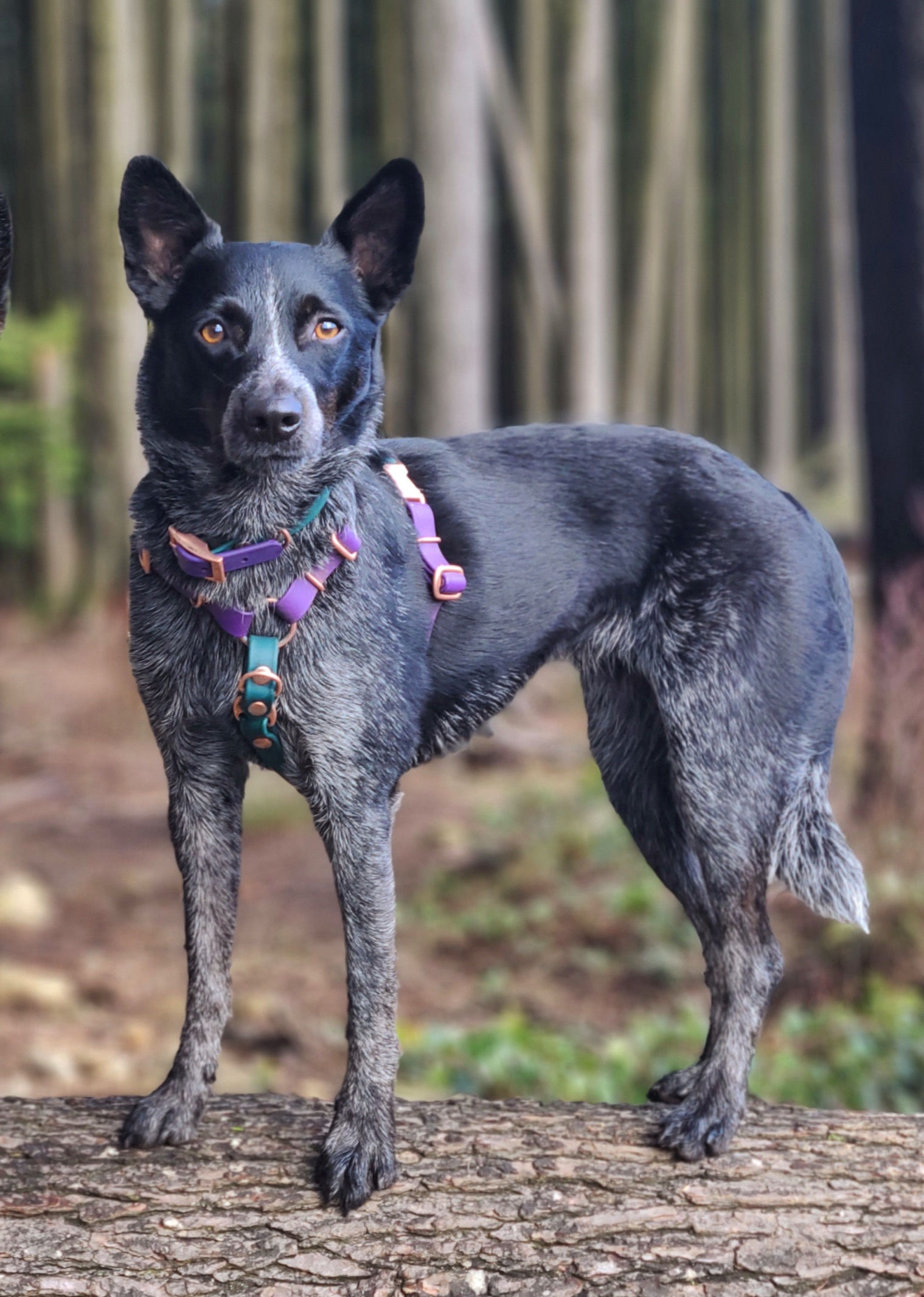 Custom Order Only ~ Full Body Harness