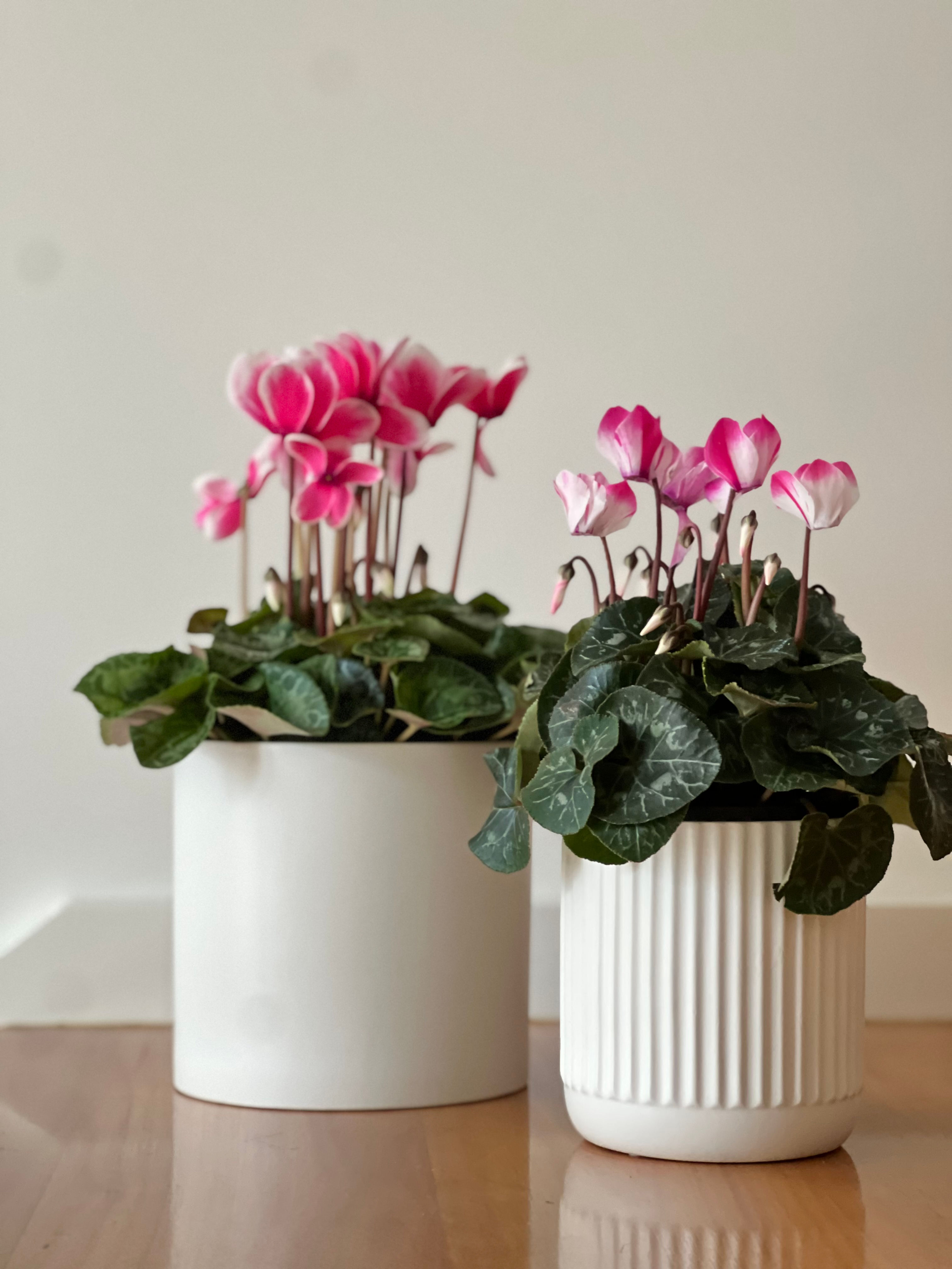 Pink & White Cyclamens in a Ceramic Pot