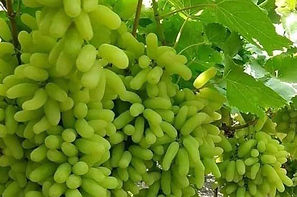 📦 Premium Quality Fresh Grapes from India 🍇.jpg