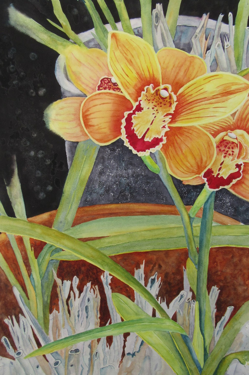 Winter Orchid