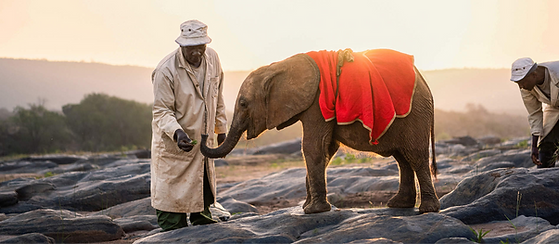 Elephant being fed by man