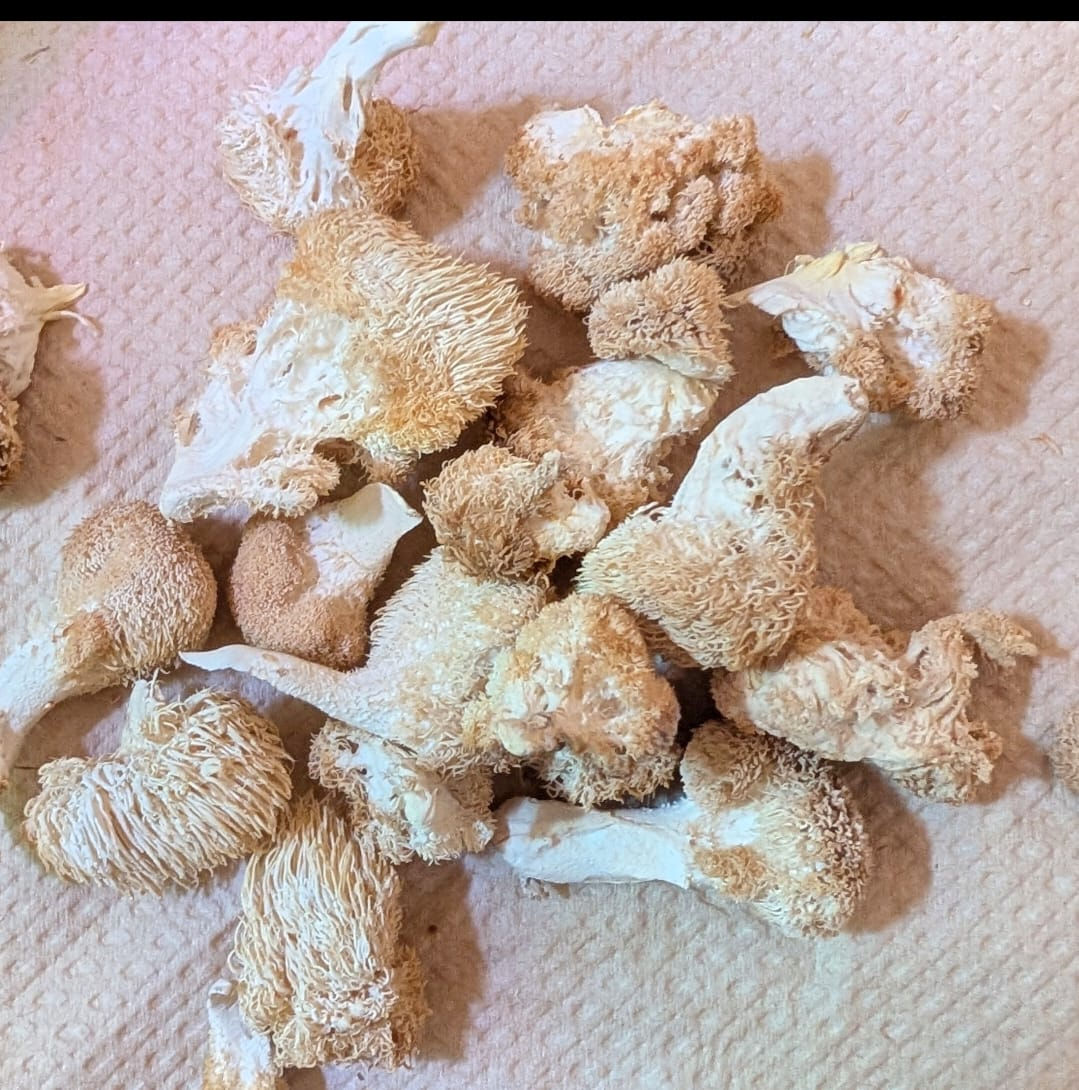 Dried Lion's Mane