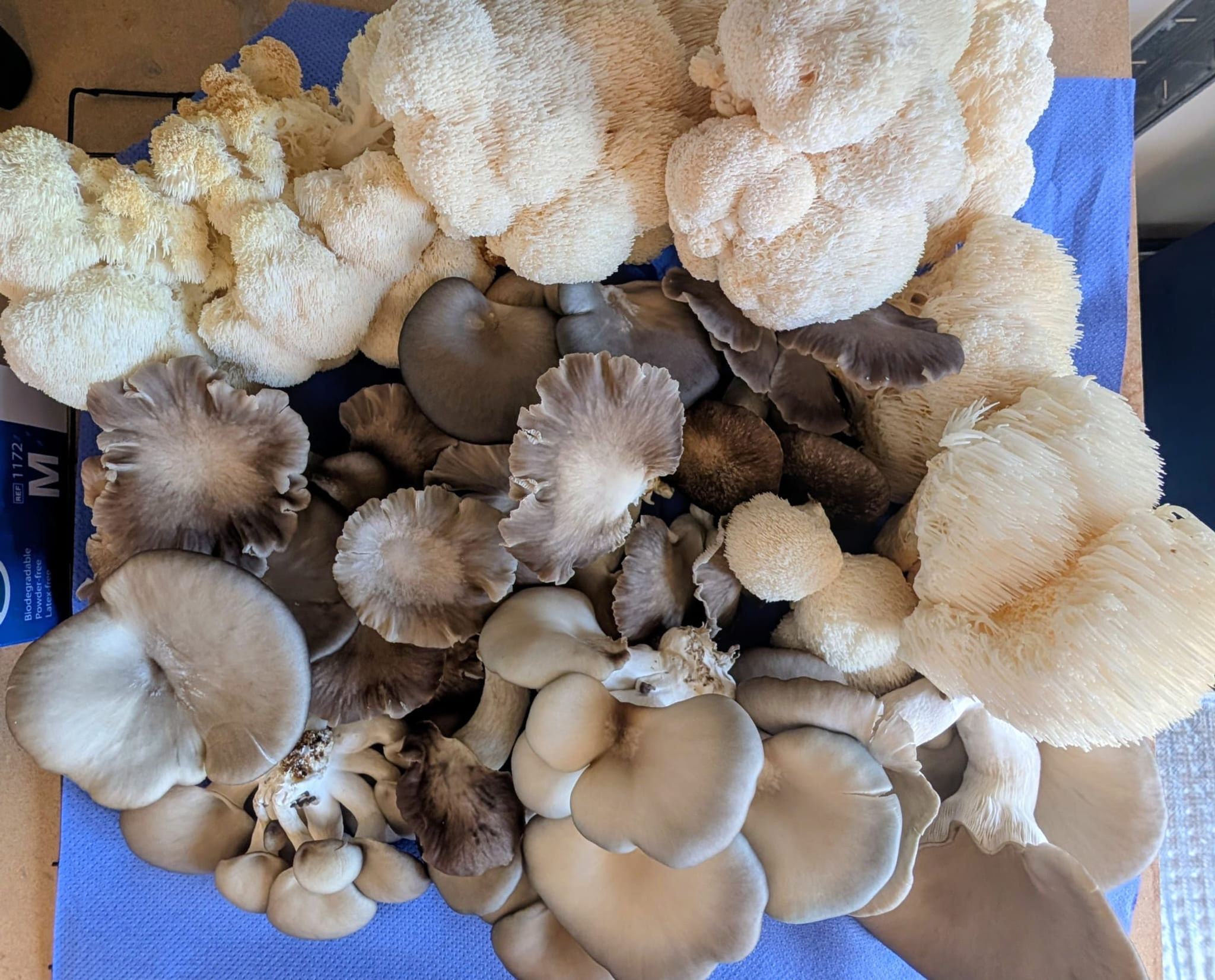 Mixed Mushies (150g)