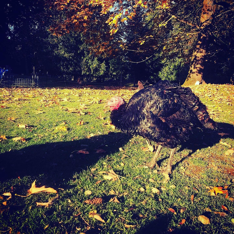 Thumbnail: Pasture Raised Heritage Turkey