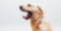 Dog in Action_edited.jpg