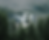 Misty forest 