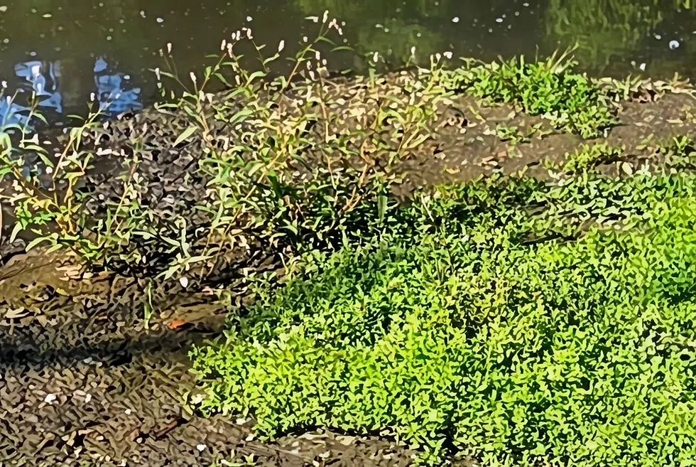Nature photography of vibrant green plants with small white flowers growing on a muddy bank. The scene captures the detail of vegetation along the water's edge.