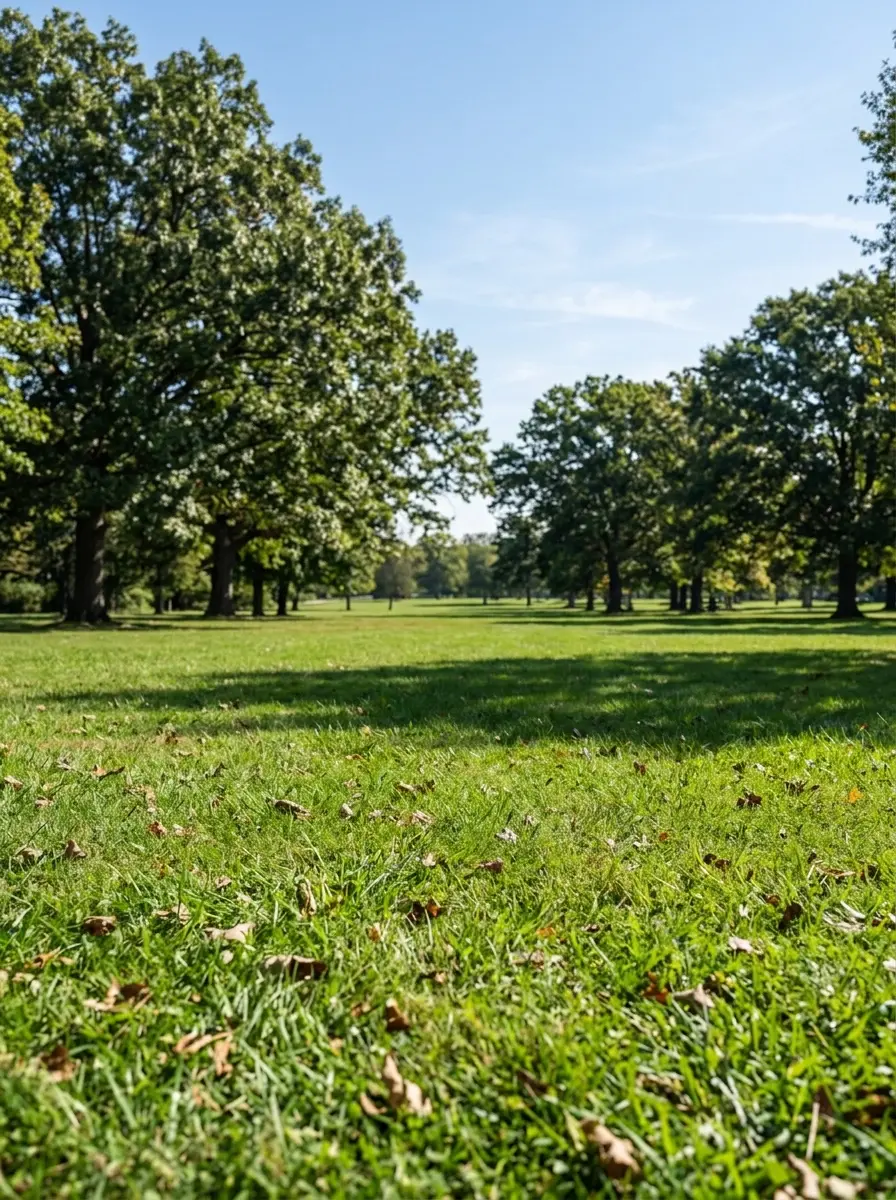Landscape photography of a large, green park on a sunny day. Mature trees border a wide grassy area, with scattered fallen leaves in the foreground.