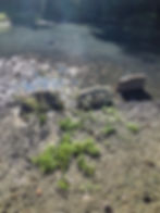 three headstones sticking out of muddy water barely visible