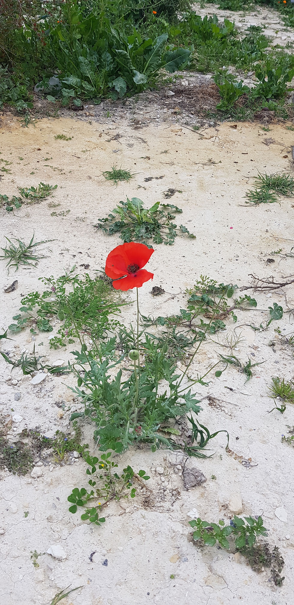 SPRINGS EXODUS The path separates and twists ahead and my thoughts turn to you Midera. You vanished with your last breath, but I carry your humble smile with me in these hills that surrounded you years ago. The wild rosemary’s scent no longer in the air or on my hands when I touch it. The delicate blue alkanet will be gone too. Along with the bright red poppies that grow alone or in clusters – symbols of soldiers losing their lives at war. Their red will pale, their petals and seeds carried away on the wind to continue the soldiers’ eternal journey. The impending heat relentless sucking life from the flourished blooms and the earth swallowing all the colours. The bees no longer drinking the nectar or filling their bodies with pollen; they will fly to where blooms of a different season flourish to continue pollinating and gifting us their honey. The robust low-lying shrubs continue staying anchored to the white hills, hibernating until the rains fall heavy again. Drenching downpours from the murky sky mercifully pounding the earth. Rain flowing down ravines widening, deepening, until they resemble small waterfalls unseen.