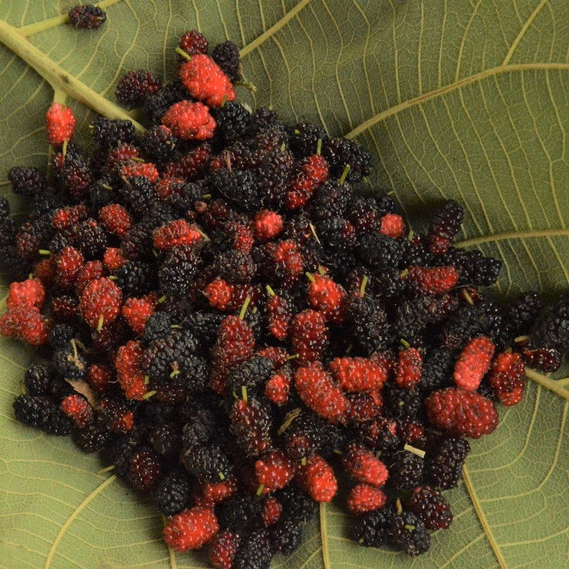 organic mulberry natural fruit