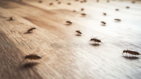 vecteezy_several-silverfish-insects-crawl-on-a-wooden-floor-surface_67028000.jpeg