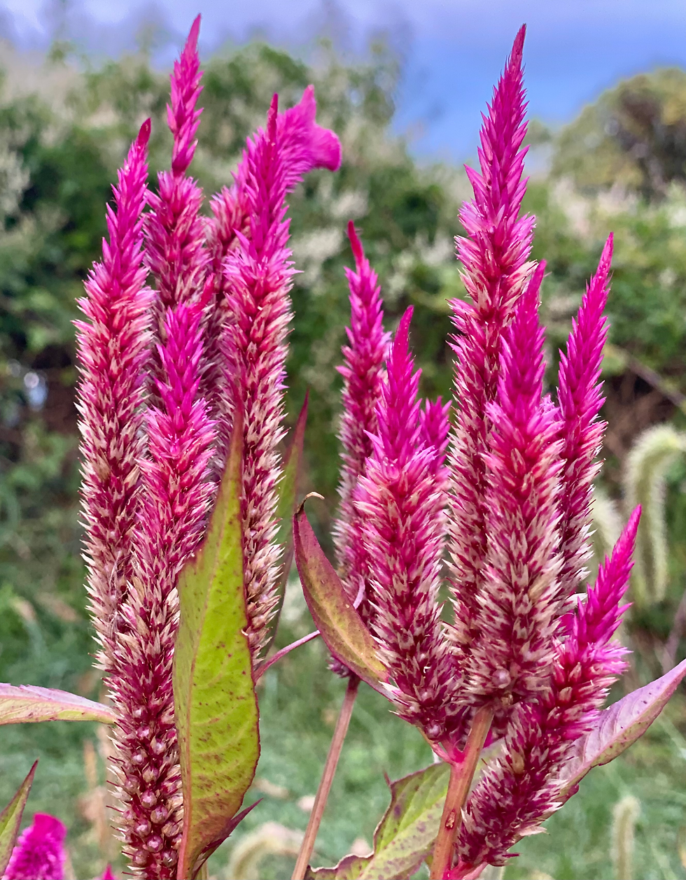Thumbnail: Rainbow Celosia Mix, mixed cockscomb and plumes